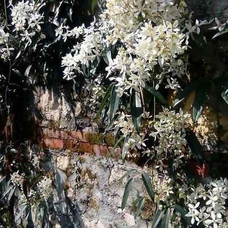 Villa Osmanthus Vicenza Zewnętrze zdjęcie