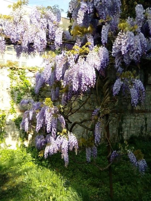 Villa Osmanthus Vicenza Zewnętrze zdjęcie