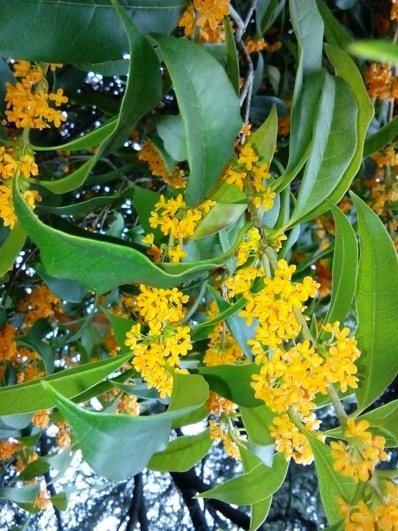Villa Osmanthus Vicenza Zewnętrze zdjęcie